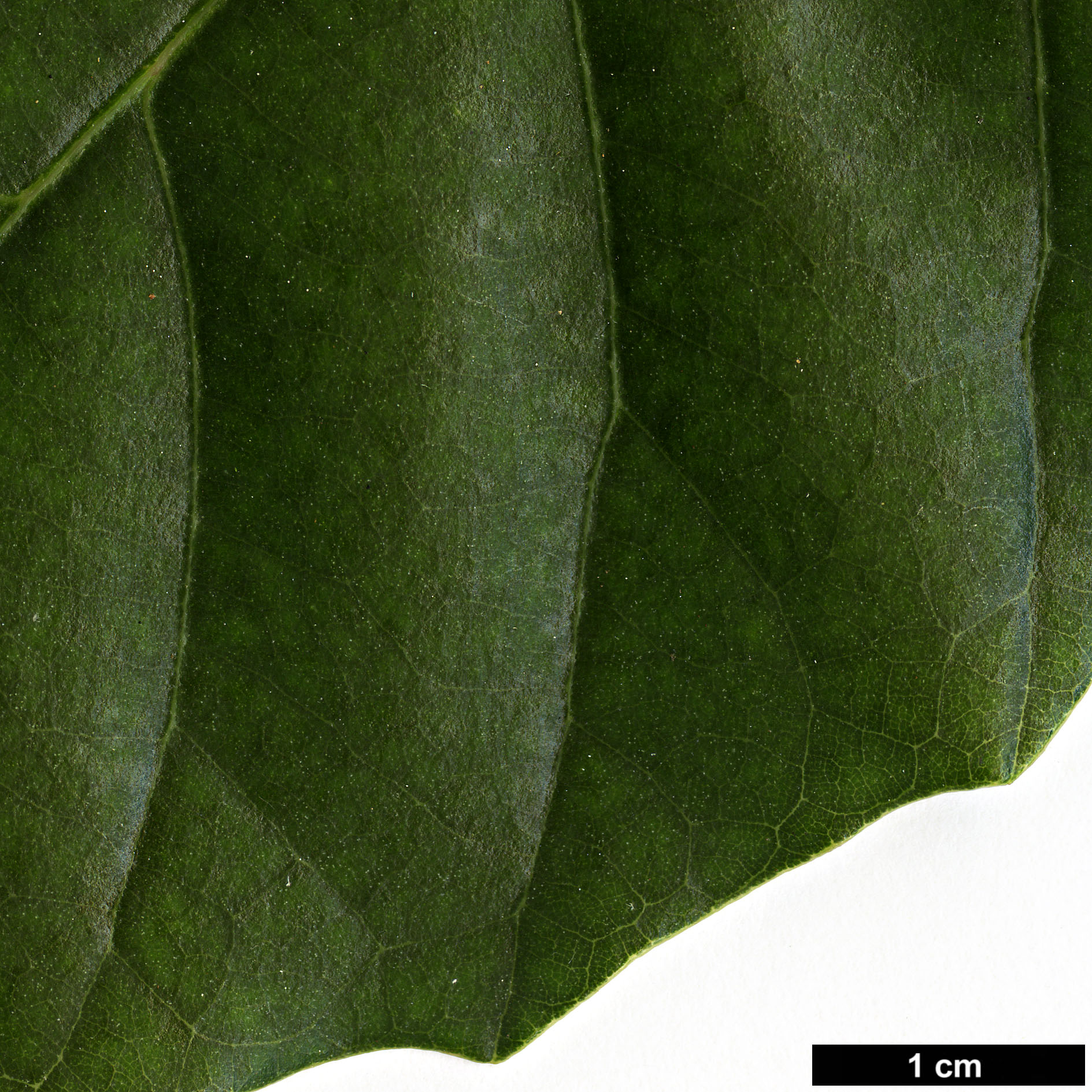 High resolution image: Family: Fagaceae - Genus: Castanopsis - Taxon: delavayi